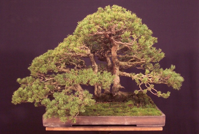 The Pinus sylvestris
