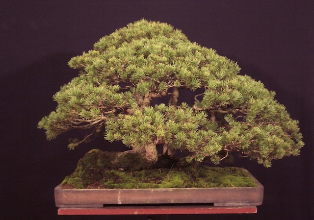 Pinus sylvestris bonsai tree