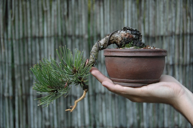 Yamadori bonsai
