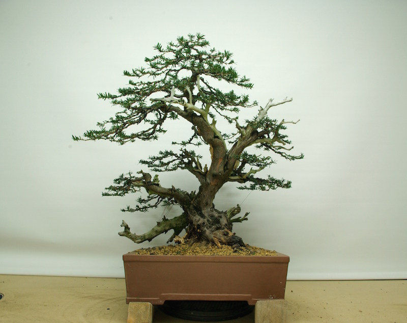 In a Bonsai pot and wired