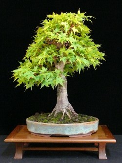 Acer bonsai tree