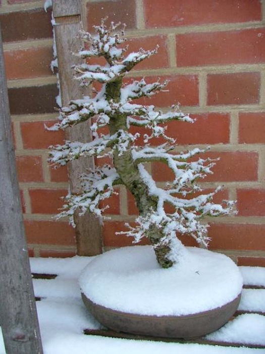 larch bonsai tree in its pot