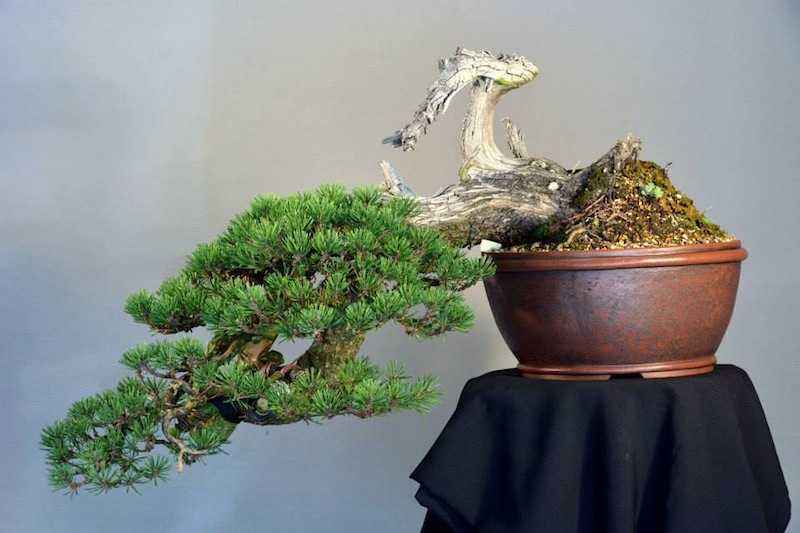 Pot in use; pinus mugo bonsai