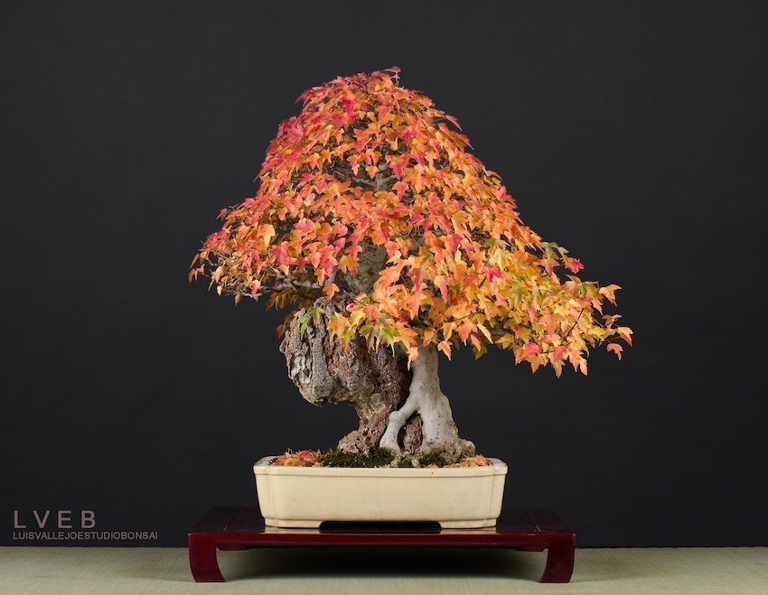 Acer buergerianum bonsai
