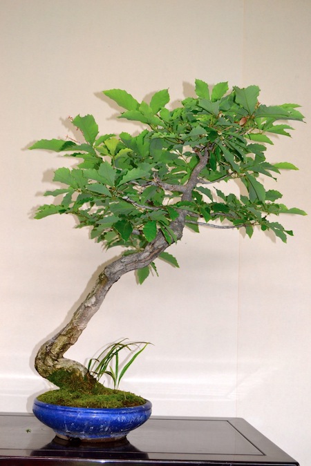 Bonsai oak tree