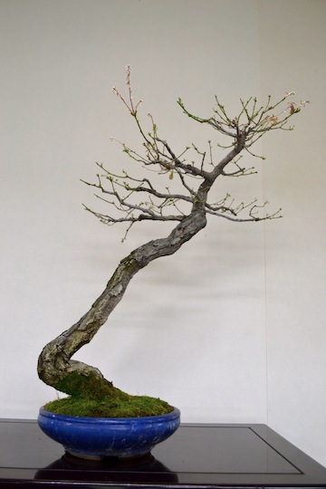 Bonsai oak, defoliated