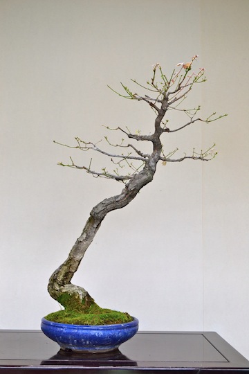 Bonsai oak, new front