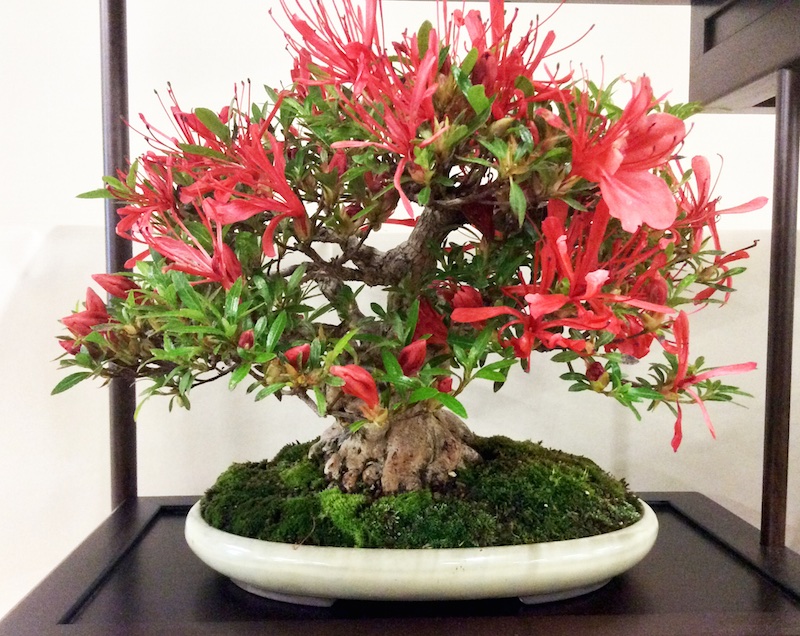 Flowering bonsai