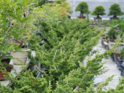 Nursery stock bonsai