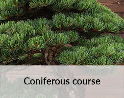 Developing Coniferous Bonsai course