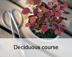Developing Deciduous Bonsai course