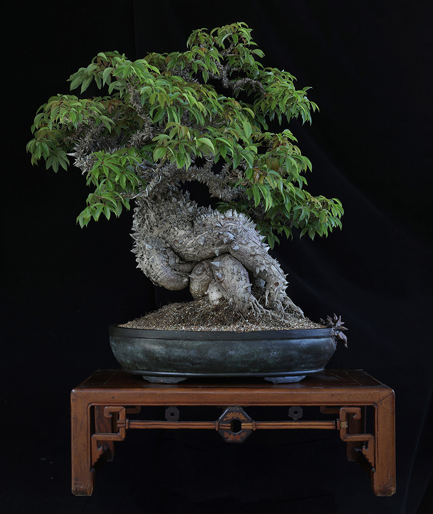 Dragon bonsai, back side