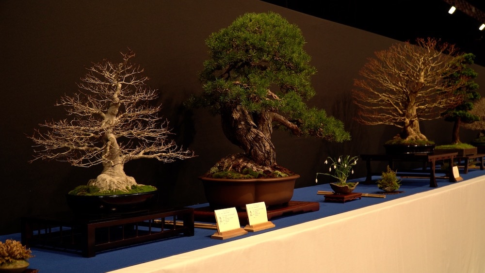 Trophy Bonsai Exhibition 2023