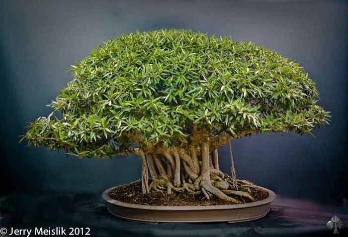 Ficus by Jerry Meislik