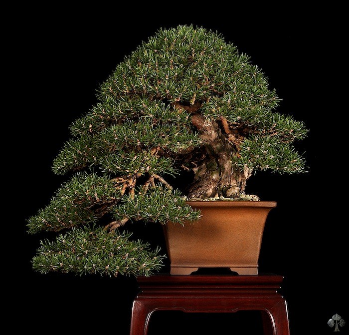 Pinus Silvestrys bonsai