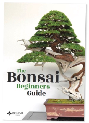 The Bonsai beginners guide, eBook