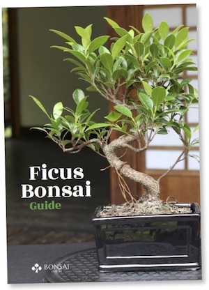 Ficus guide, eBook