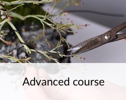 Bonsai Advanced Course