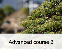 Bonsai Advanced Course 2