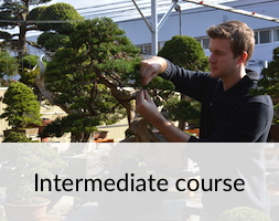 Bonsai Intermediate Course