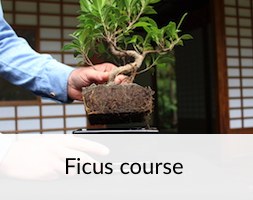 Ficus Bonsai Course