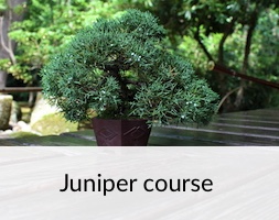 Juniper Bonsai Course
