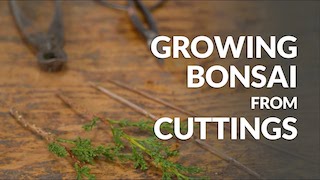 Growing a Bonsai from cuttings video