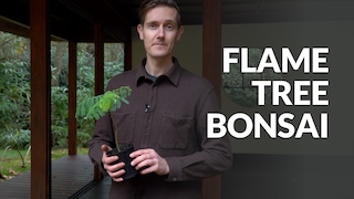 Flame Tree Bonsai video