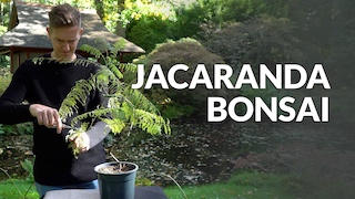 Jacaranda Bonsai video