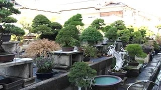 Hiramatsu Bonsai video