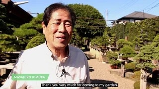 Kimura Bonsai video