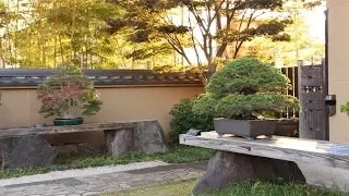 Omiya Museum Bonsai video