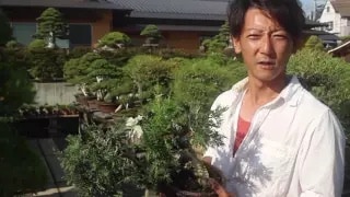 Taishoen Bonsai video