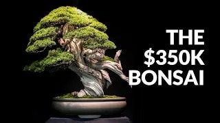 Expensive Bonsai video