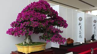 Flowering Bonsai video