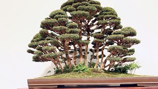 Forest Bonsai video