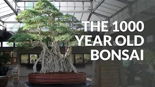 Old Bonsai video