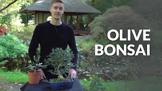 Olive Bonsai video