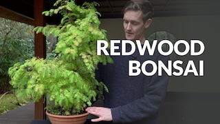 Redwood Bonsai video