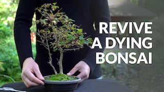 Revive a Bonsai video