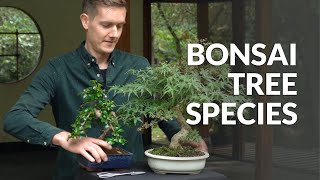 Tree species for Bonsai video