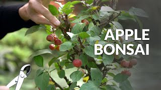 Malus or Apple Bonsai video