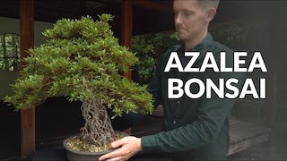Azalea Bonsai video