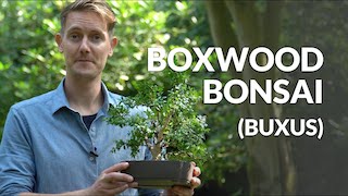 Buxus or boxwood Bonsai video