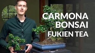 Carmona Bonsai video