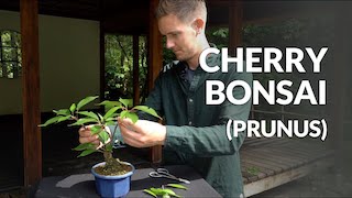 Cherry or Prunus Bonsai video