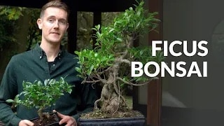 Ficus Bonsai video