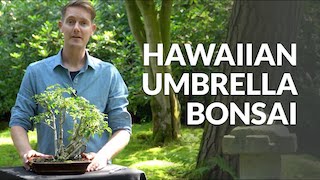 Hawaiian umbrella Bonsai video
