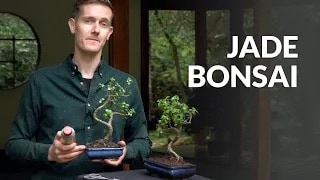 Jade or dwarf jade Bonsai video