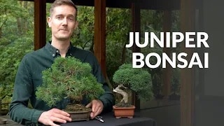 Juniper Bonsai video